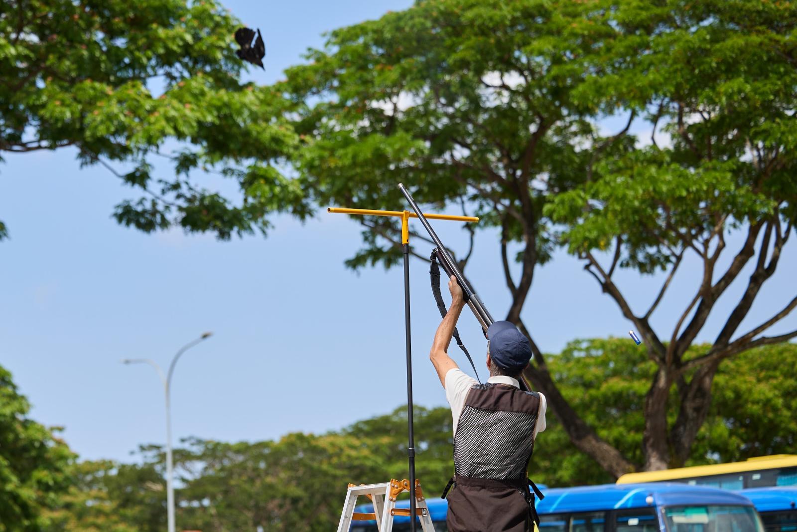 Crow shooting resumes in 9 districts, starting with Yishun