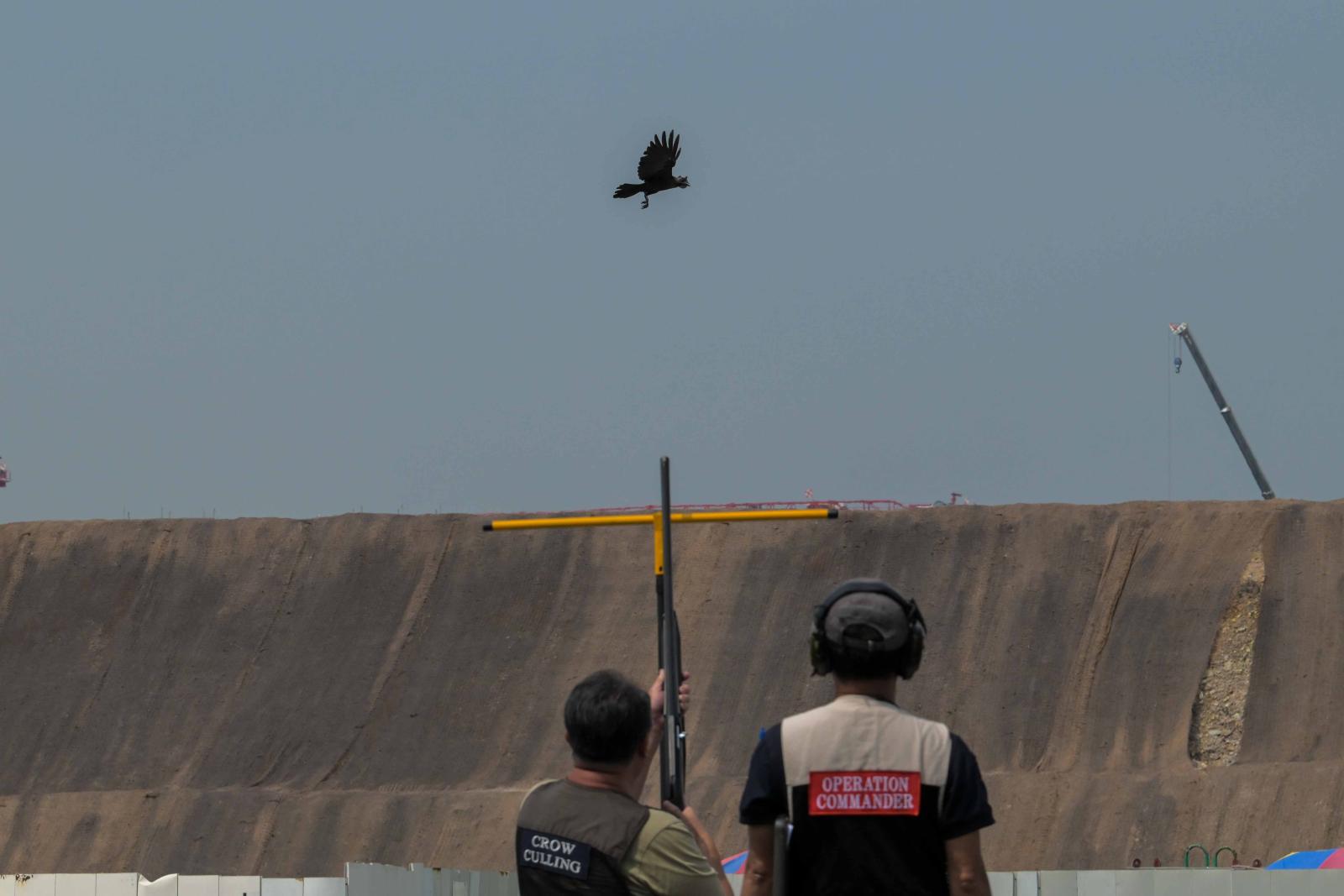 Robot decoys, trained marksmen deployed as Singapore resumes crow shooting operations after six-year hiatus