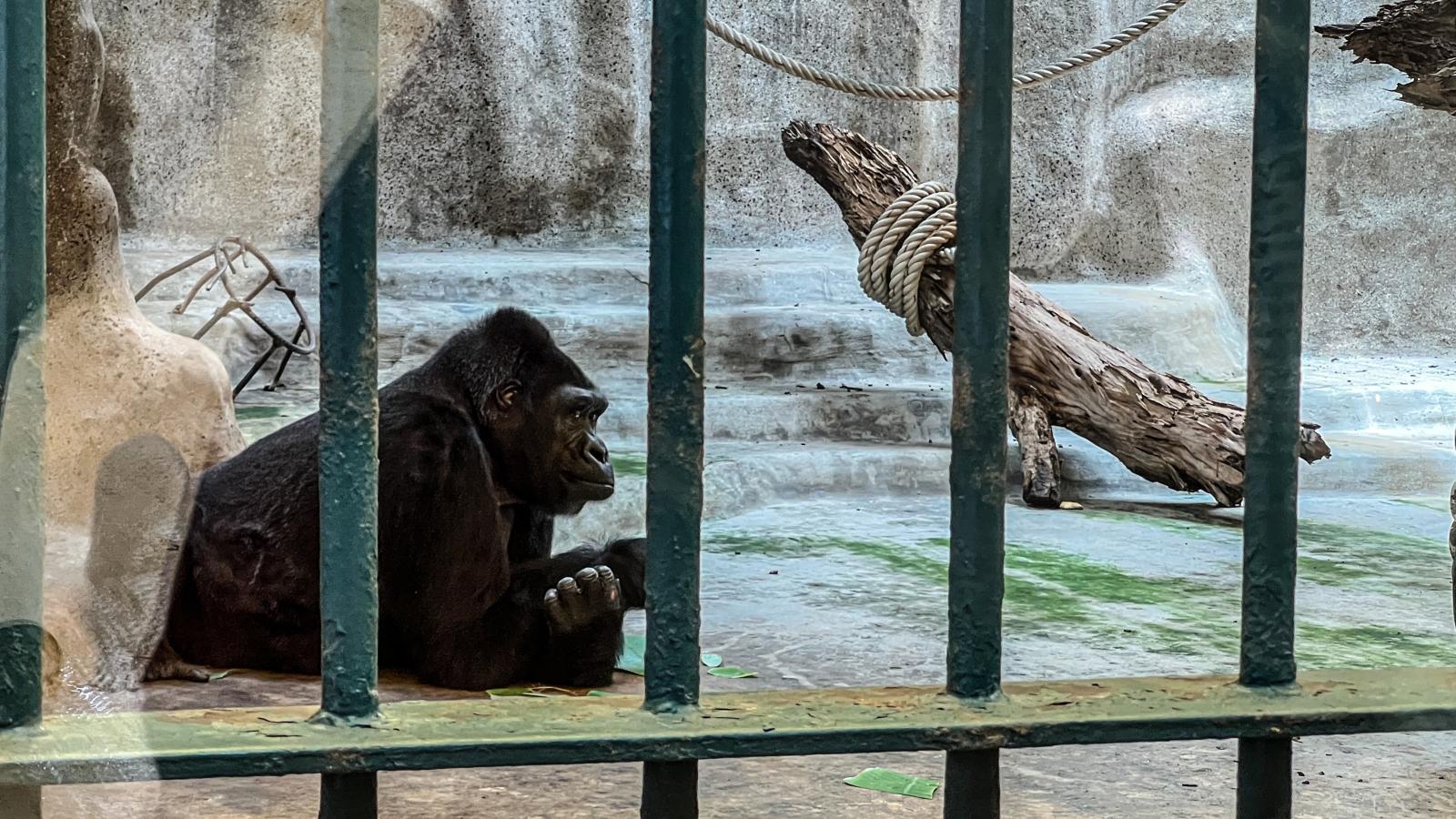 IN FOCUS: Nearly 40 years in Bangkok mall zoo - the fight for a gorilla with ‘loneliness in her eyes'