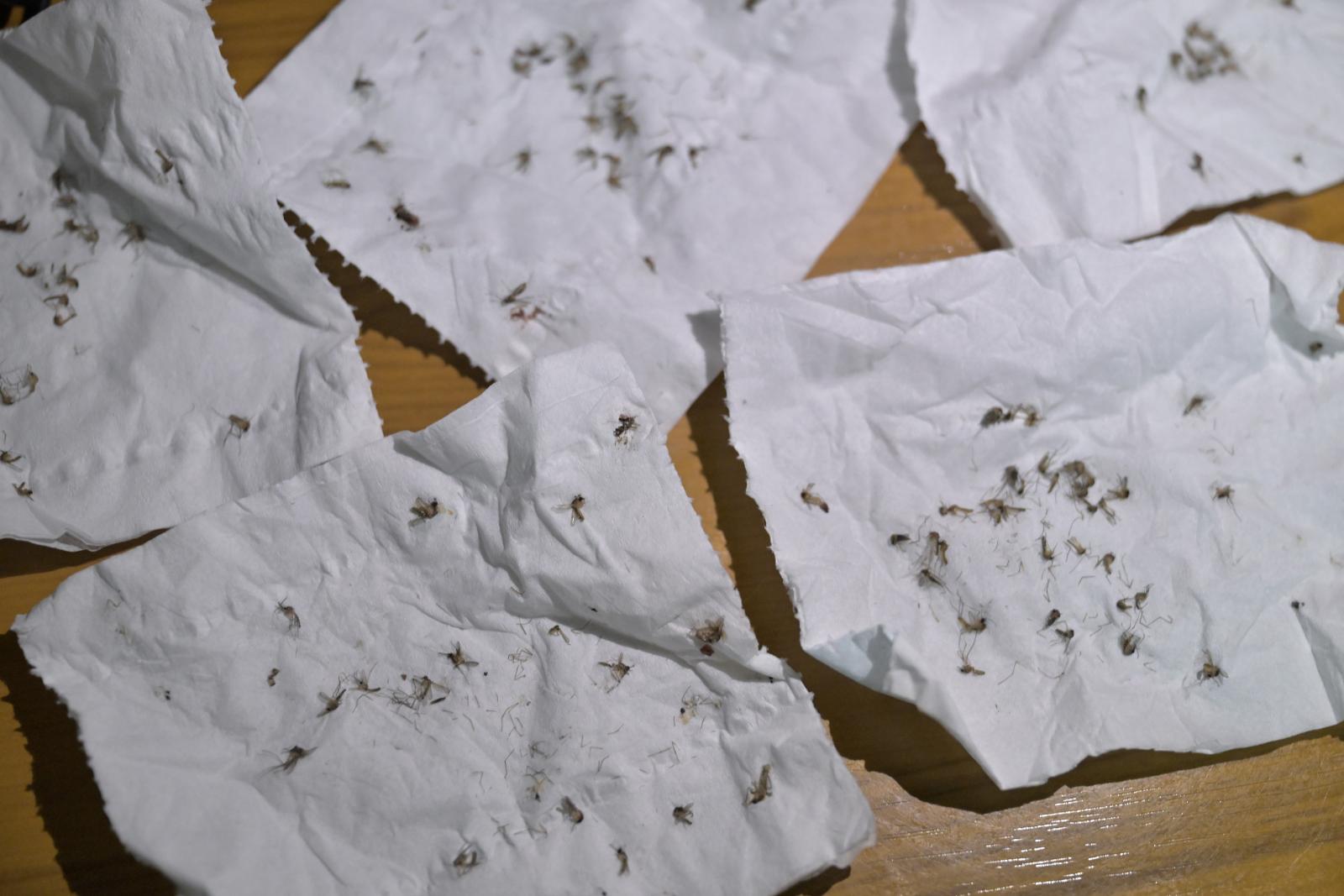 Rowell Road residents battle nightly 'onslaught' of mosquitoes as NEA finds 7 breeding sites, takes action against culprits