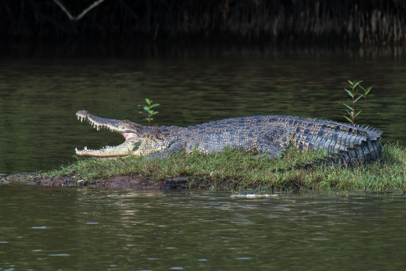 Water activities at Pandan Reservoir suspended after crocodile sighting