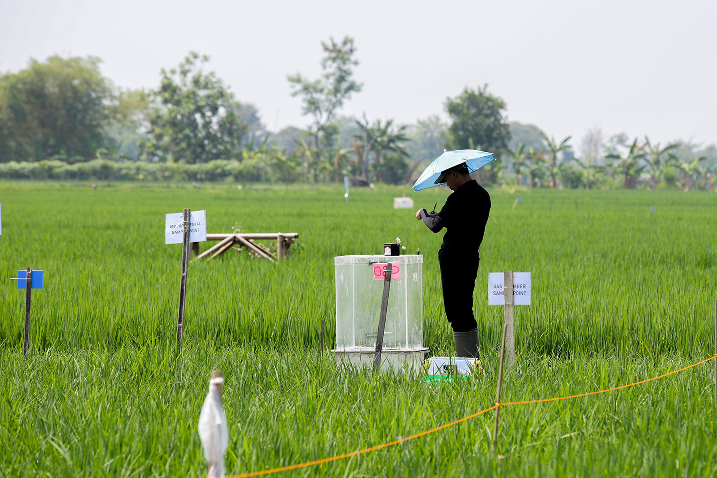 How Singapore scientists are nurturing a climate-friendly rice revolution with some regional farmers