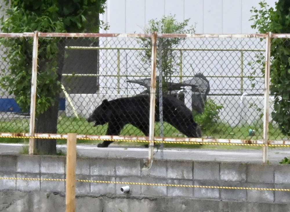 As bear encounters surge, Japan looks beyond culling