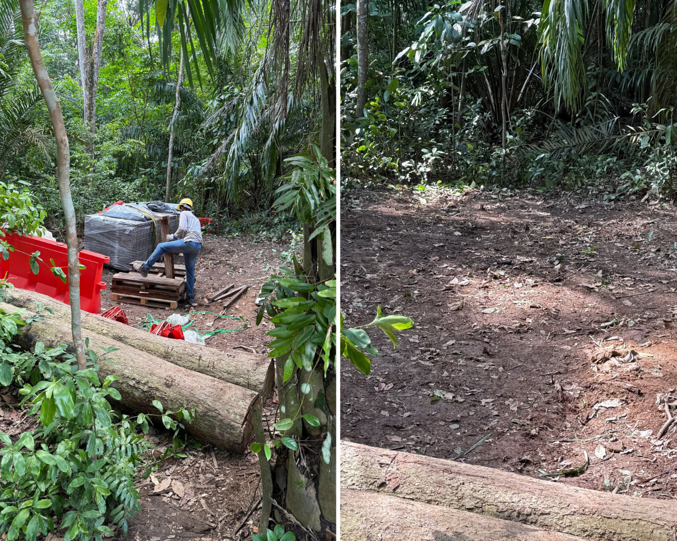 Contractor, supervisor get conditional warning over Lower Peirce Reservoir tree clearance: NParks