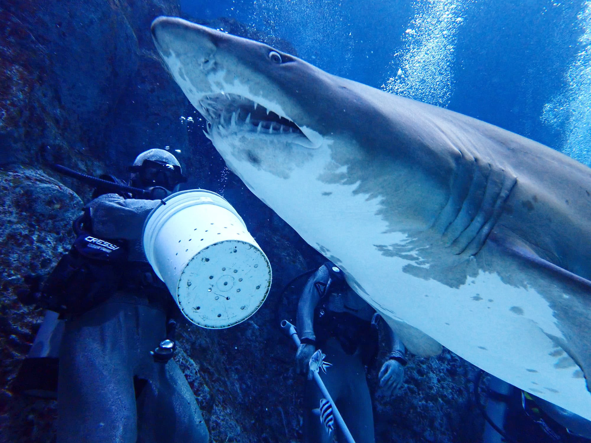 Singapore Oceanarium launches new behind-the-scenes shark feeding experience 