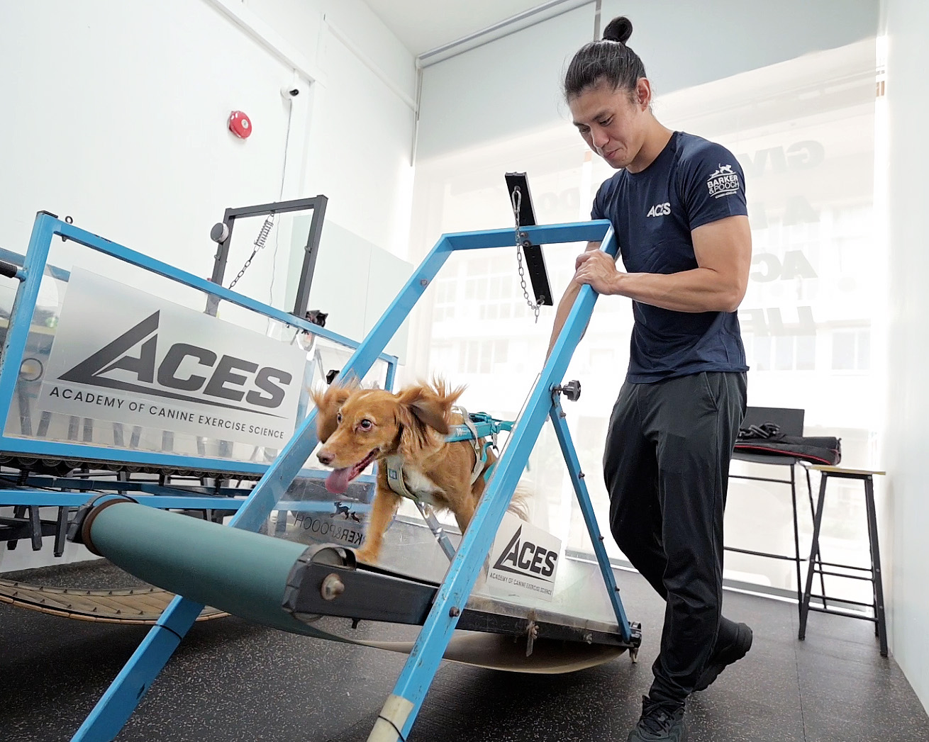 Is walking your dog enough? Inside Singapore's dog gym that's changing canine fitness