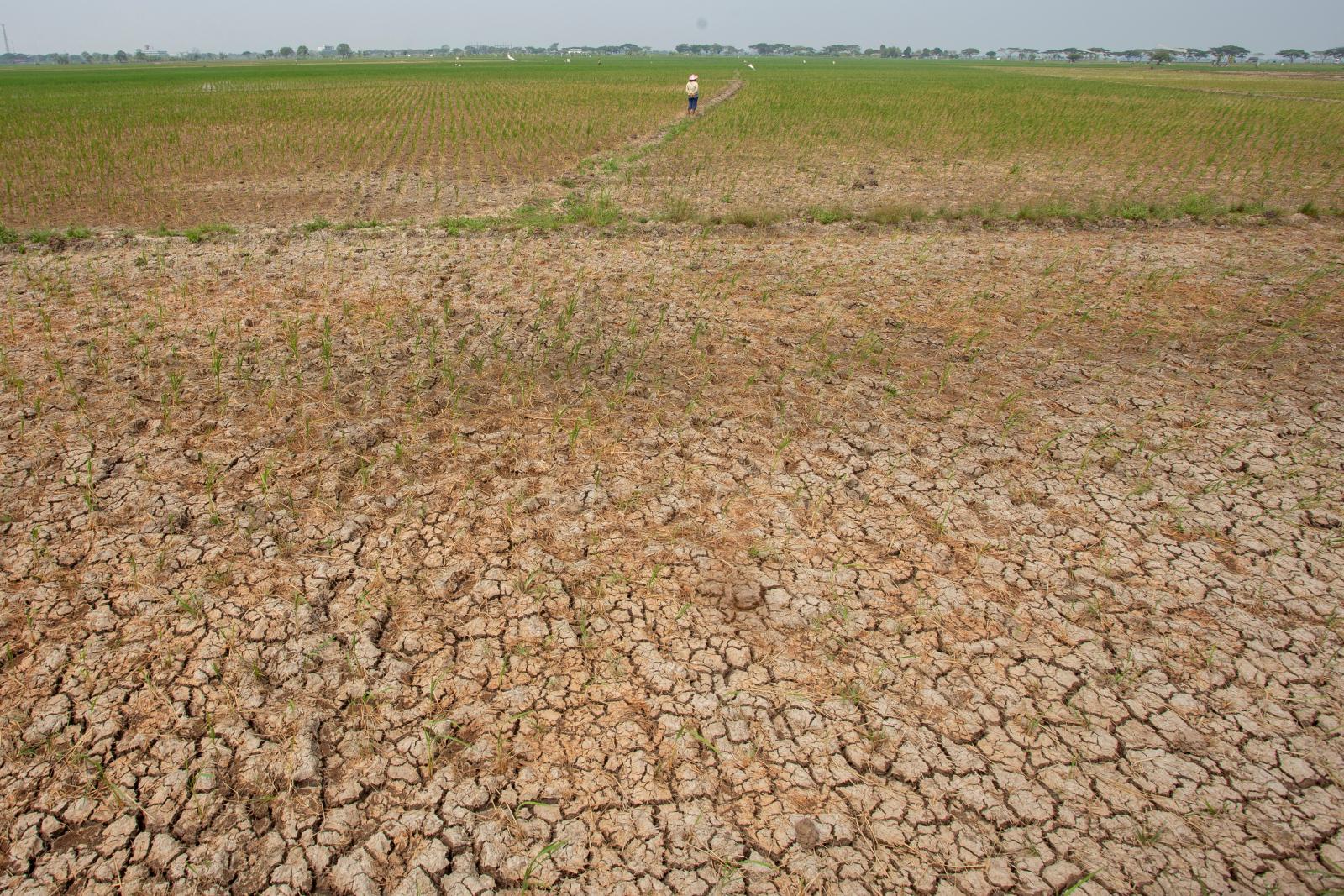 Indonesia masuki fase El Nino kuat, apa yang perlu Anda lakukan?