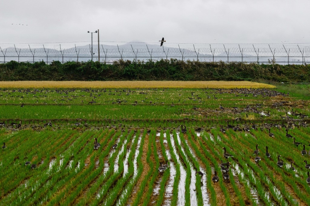 South Korea recovers landmines washed from North by floods
