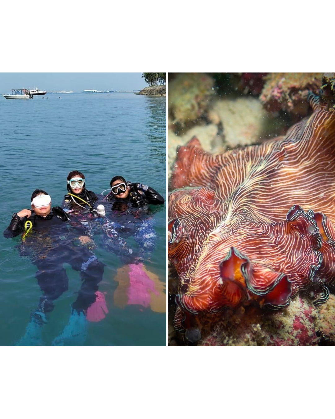 Marine community fears loss of biodiversity hotspot to proposed western island development