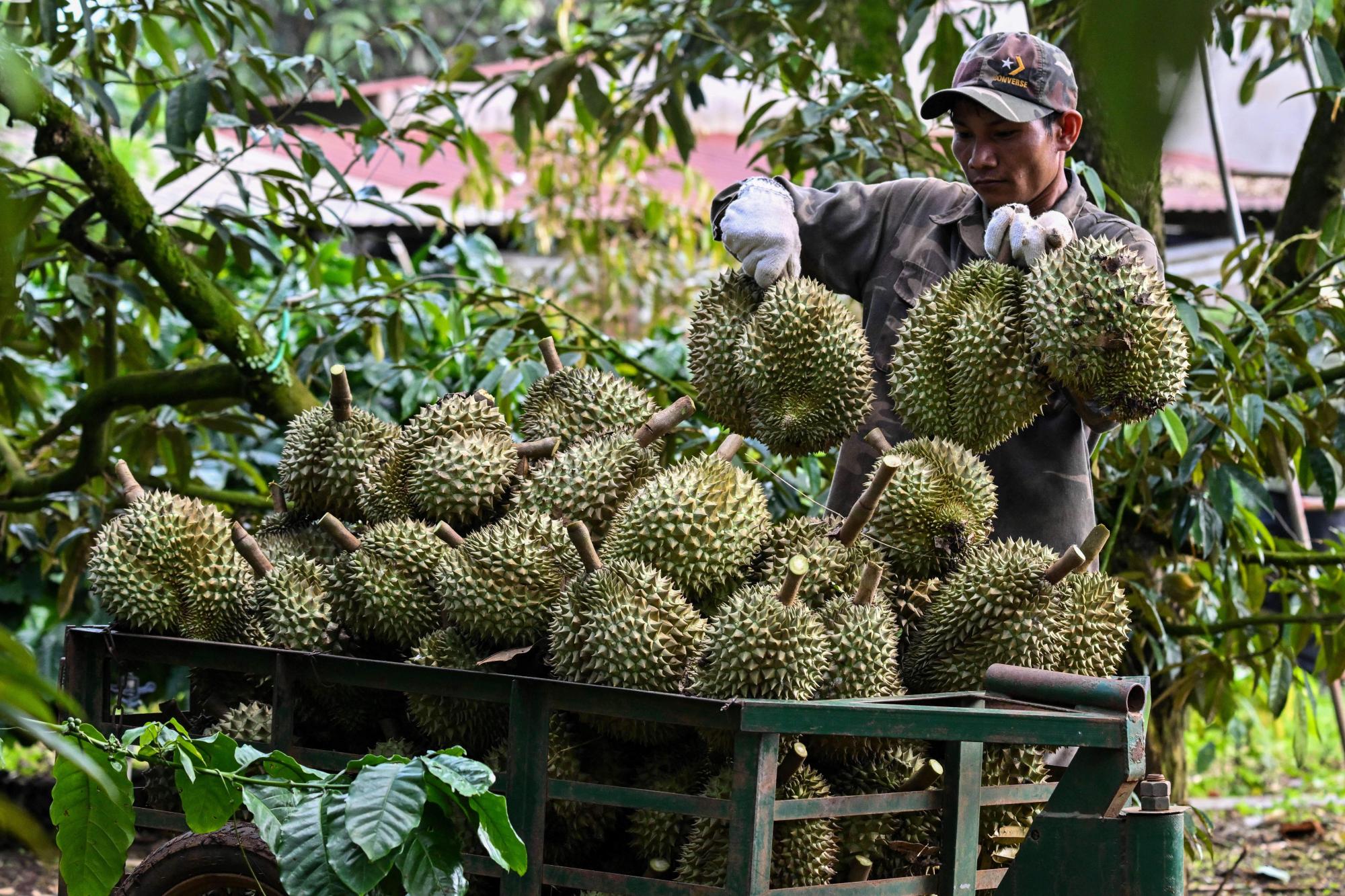 Vietnamese coffee farmers ride China's durian wave