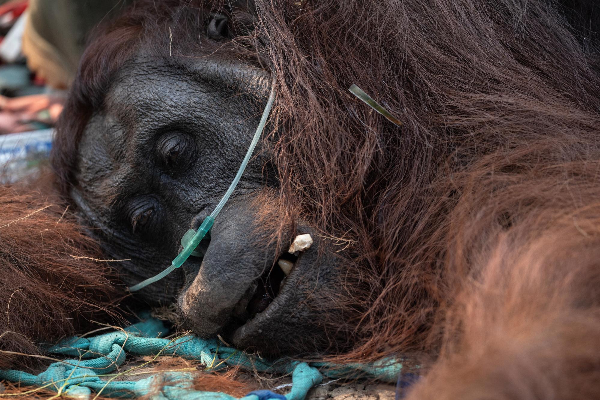 Saving Sampurna: Farmer rescues weakened orangutan from forest fires in Indonesia's Borneo