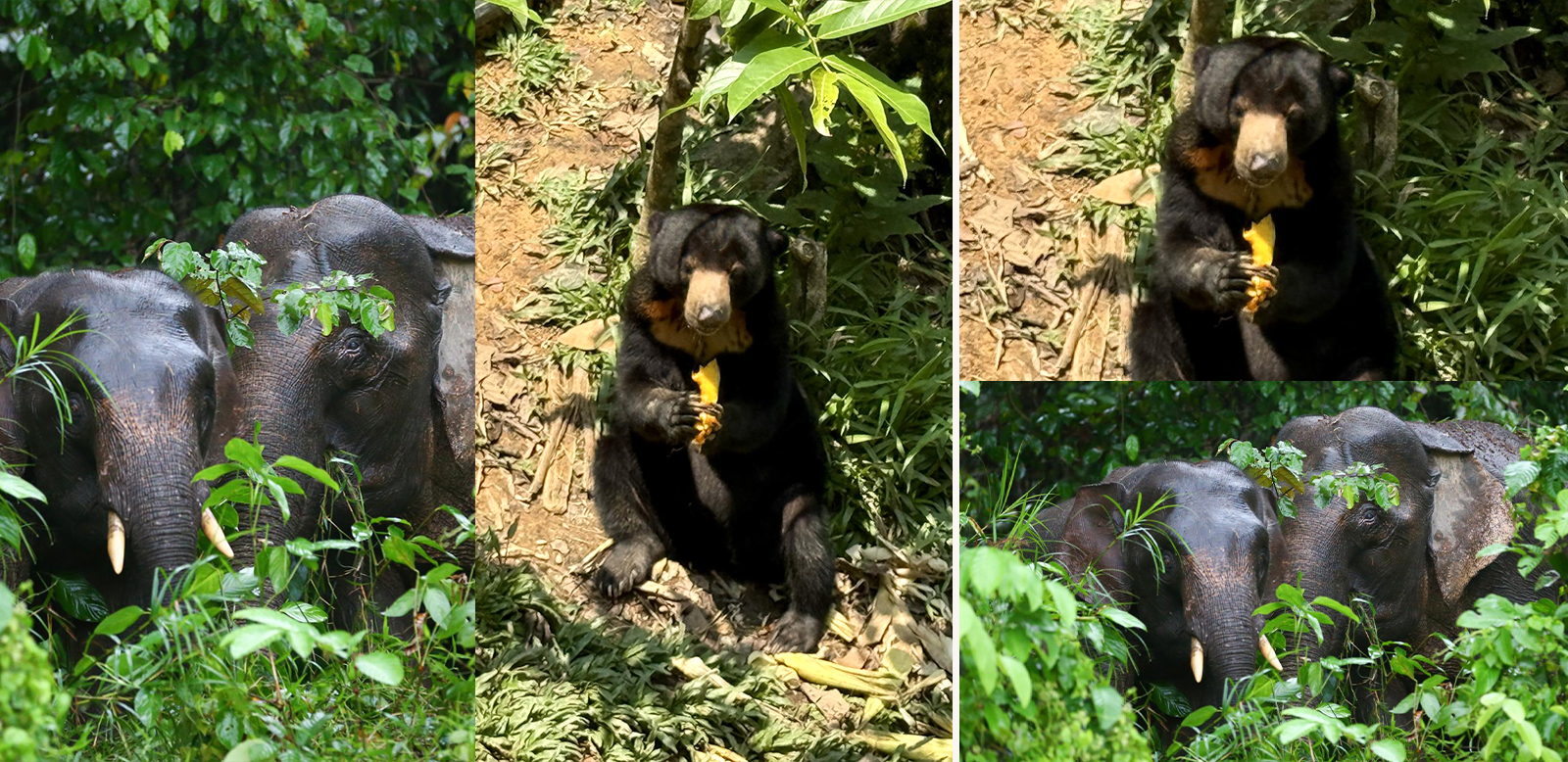 Spotting pygmy elephants, eating UFO tarts: Why Sandakan should be on your Sabah travel list