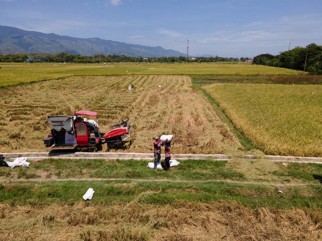 Indonesia says will halt forest destruction for rice paddies